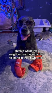 40K views · 155 reactions | what’s your name?? DUNKIN!! #dogs #dogsofinstagram #dunkinthedog | Dunkin and Kirby | Facebook