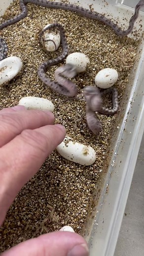 Adorable Baby Snakes Playing Around | Funny Reptile Moments