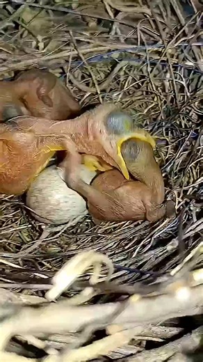 The behavior of baby birds is brainless#CuteBirds #BabyAnimals #BirdLife#ViralReels | CTT tv