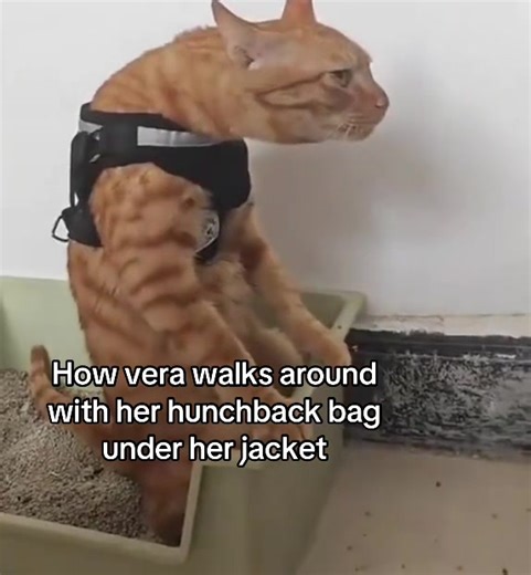 langdonhp2 (@langdonhp2)’s videos with Goon Pigeon ok yes - FlapaGoobster