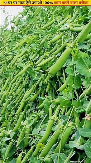 😳How to grow fresh peas at home in 10 days #ytshorts #gardeningideas #shorts