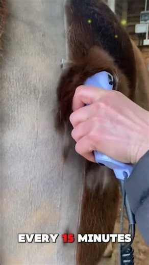 Why Do Horses Get Shaved? 🐎 The Surprising Truth!