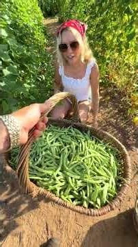 How many lbs of green beans do you think we will get in our first harvest?? Emily Ann Roberts