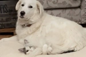 Watch This Cat's Hilarious Reaction to Getting Sat on by Her Great Pyrenees Sibling