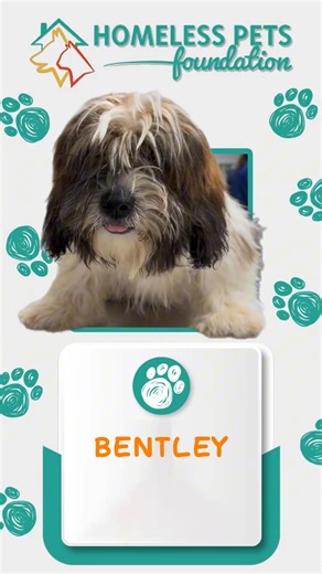 Meet Bentley 🐶✨—a sweet 4-month-old Shih Tzu mix who’s looking for his forever home in Marietta, GA! 💕 Bentley came to us as an owner surrender, along with his brother, after his previous family no longer had enough space for them. This little pup is full of love, puppy energy, and is ready to bring joy to a family who will cherish him forever. 🐾 Come meet Bentley and see if he’s the perfect new addition to your home! Visit us at 👉 http://homelesspets.com #AdoptDontShop #HomelessPetsFoundati