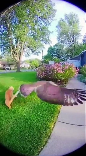 Cat Fights Off Hawk Attack (Caught on Ring Camera)
