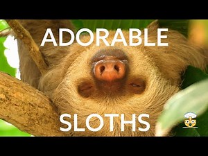 10 Surprising Sloth Facts You Never Knew: A Must-Watch Video for Animal Lovers!