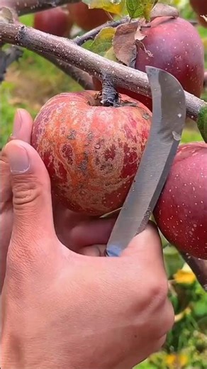 मोहब्बत में सबसे बड़ा धोखा है ज़रूरत ❤️💔 #viral #shorts