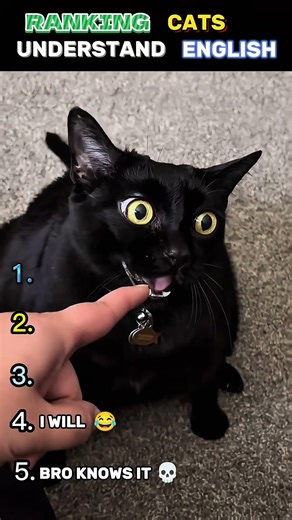 Top 5 Cats That Understand English Ranked 😳🐱