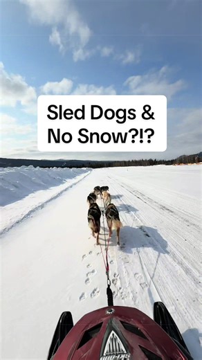 Sled Dogs Running in Summer: Alaska Husky Life