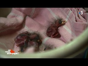 "Sauve qui plume", une association au secours des oiseaux blessés