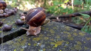 Helix pomatia snail crawls out of its shell. Large terrestrial gastropod in nature. Roman snail, Burgundy snail or snail.