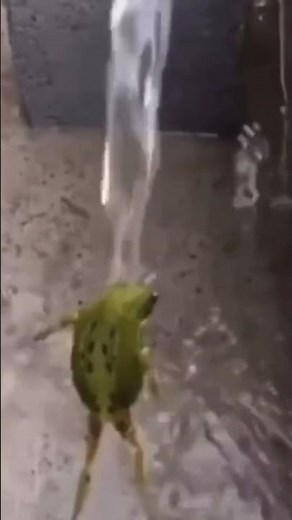 Woman found with frog inside her private part