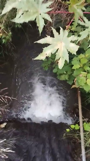 el arroyo del barrito de santa fe municipio de zapotlanejo Jalisco México