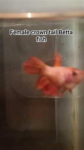 female crown tail Betta fish 🐟 #betta #bettafish #bettafishvideo #bettafishlover #bettafishcommunity