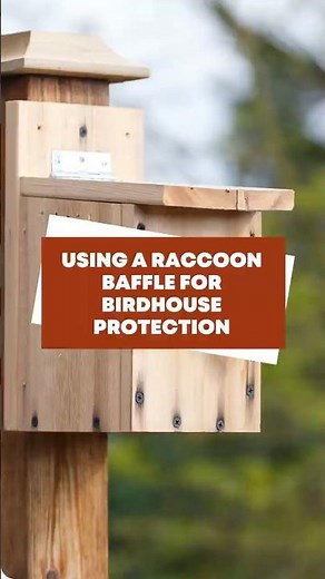 Using a Raccoon Baffle for Birdhouse Protection #shorts