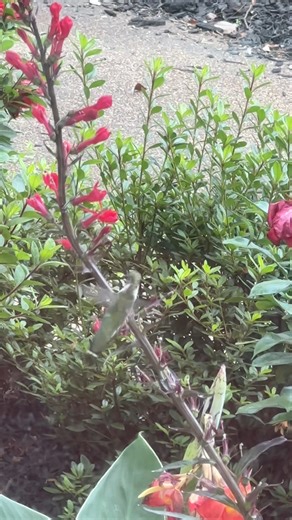 My Hummer Garden on Reels