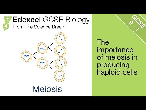 Edexcel GCSE Biology - Meiosis