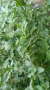 El epazote Planta comestible ..mi ama me dijo que la utilizó para darle sabor a los tamales y algunas comidas y también para hacer te ... cómo la utilizas y como le dicen donde vives | Caminos y lugares de ayotlan