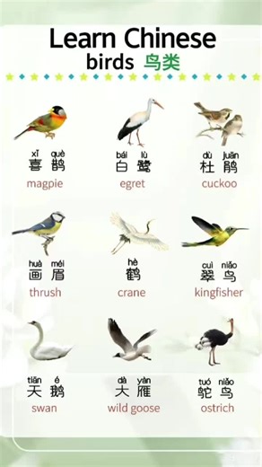 Birds in Chinese. # #tonechinese #chineselanguage #chineselanguage #learnchinesedaily #freechineselesson