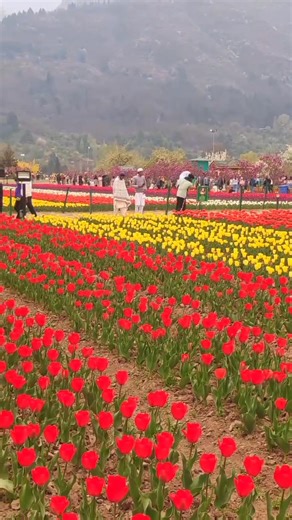 Beautiful view famous tulip garden 🇮🇳🌹🇮🇳 | Explorer Jammu Kashmir Valley