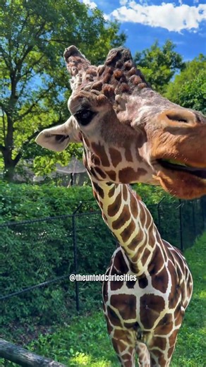 What a giraffe's tongue is hiding 🦒 #funfacts #animals