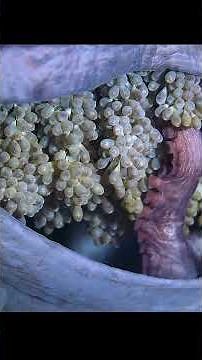 The process of an octopus laying its eggs is so awe-inspiring.#wildlife #animals #shorts #video