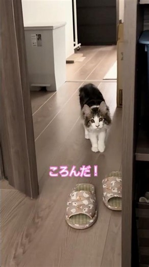だるまさんがころんだやってみた！【おもしろシリーズ】 #サイベリアン #猫のいる暮らし #猫 #子猫 #だるまさんがころんだ #かわいい #おもしろ #癖になる