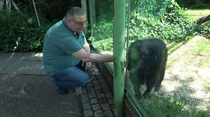 In der Serie "Zoo-Einblick" mit Zoodirektor Dr. Matthias Reinschmidt und Hyazinth-Ara Henry erzählen wir heute die Geschichte von Schimpanse Benny, der 1969 als zweijähriges Jungtier nach Karlsruhe kam. Ohne die Erinnerungen von Martin Seifert wüssten wir heute nichts mehr über die besonderen Umstände. | Zoologischer Stadtgarten Karlsruhe