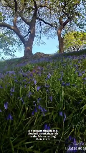 Bluebells! 🌱 The landscape of the British Isles is steeped in Folklore that stretches from the ancient wildwoods to river banks and hedgerows that are carpeted in rare wildflowers. Bluebells have long since inspired many legends, mainly those surrounding the fairy folk. The old Folklore says that if you fall asleep in a bluebell wood, then you could be stolen away by the faeries and taken into another realm. It also says that before entering an enchanted woodland, you should always ask the faer