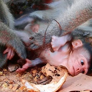 391K views · 6.3K reactions | Tiny baby monkey stuck on the ground, New baby monkey hungry milk so much | Monkey TV Daily | Facebook