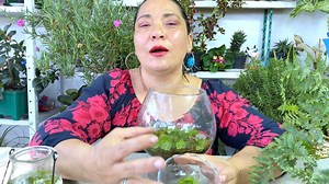 1K reactions · 48 shares | Secretos del Helecho Acuático Una Joya Verde para tu Hogar #helechos | Jardín De La Chita | Facebook