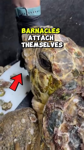 Are All Barnacles Bad For Turtles? (Barnacle Removal) #turtle #wildliferescue