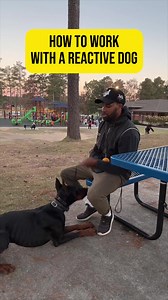 549K views · 9.6K reactions | When working with a reactive dog, it takes ALOT of Awareness to stop the behavior before it even happens. Every step forward is a victory in working with a reactive dog. Patience, compassion, and perseverance are the building blocks of progress.  #ReactiveDogJourney #PositiveProgress | DJK9 Dog Training | Facebook