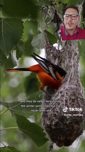 Discover the Baltimore Oriole: Maryland's State Bird