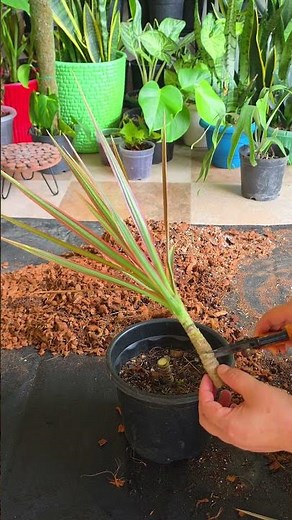 Propagation of Dracaena Plant