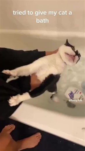 Funny scene when a cat takes a bath 😂 #catsoftiktok #funnycat #cat #funny #funnyanimals #funnyvideo