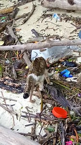 Selepas 3 bulan .. Talang Si Kucing Bertuah .. dulu cast away kat pulau makan bangkai tikus & ikan busuk..sekarang makan Royal Canin 🤣 #fbpro #cat #savealife | Frugal Outdoors & Camping