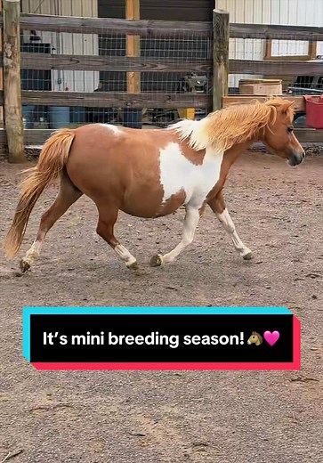 It’s mini breeding season!🐴🩷