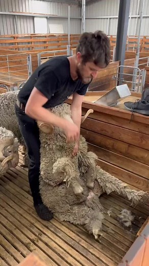 Winter Sheep Shearing in New Zealand Explained