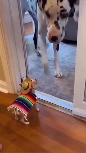 2K views · 40 reactions | Free Puppies For Adoption on Reels | Facebook