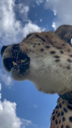 182K views · 5.1K reactions | Donni the cheetah. Cheetahs can’t roar but they sure can purrrr.  | Cincinnati Zoo & Botanical Garden | Facebook