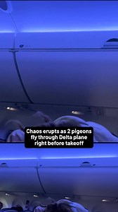 358K views · 647 reactions | WATCH: A Delta flight erupted into chaos over the weekend when two pigeons were discovered in the plane's main cabin just before takeoff in Minneapolis. #delta #pigeons #airplane #airtravel #travel #caughtoncamera | NBC Chicago | Facebook