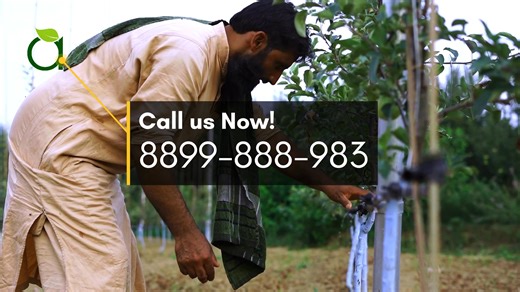 Real words. Real results. Hear directly from our grower about their experience with AASH-Orchard Care Services by Alilals Agrico. From planning to performance, we’re committed to healthier orchards and higher returns. 🎥 Watch the testimonial ! 📞 Call us now to book your orchard today! | a l i l a l s