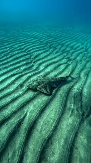 The elusive angel shark—nature’s master of disguise! 🦈✨ Often mistaken for a ray, this stealthy predator lies hidden in the sand, waiting to ambush its prey. A rare sight for divers, but a crucial species for our oceans. 🎥 IG 'jordi_grunwald.art' Music composed and created by Marcoshbolanos | PADI