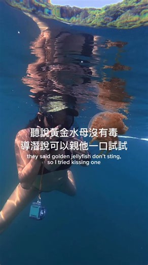 深 愛 自由潛水 Freediving Taiwan on Instagram: "kiss the jellyfish 😚🪼 do you dare? 是的我對水母過敏 帛琉潛旅，明年二月跟上（日期在置頂文）"