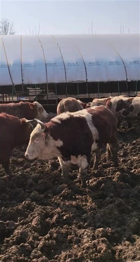 Transforming Cow Manure: The Screw Press Solution