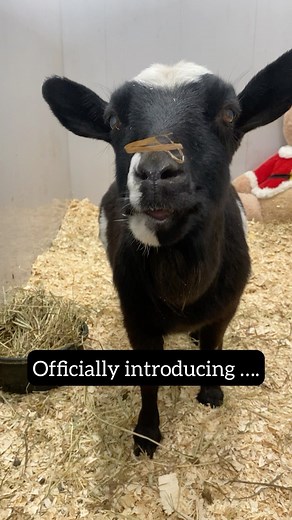 9.7K views · 1.1K reactions | We finally have a name.  Once we took...