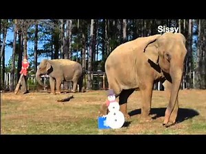The Elephant Sanctuary | Holiday Enrichment