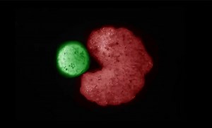 'Living Robots' Are Reproducing, So Adiós Humanity!